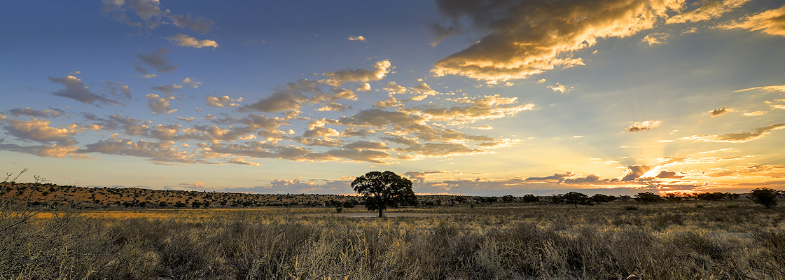 Dry-season bushveld at sunrise during South Africa's peak hunting months