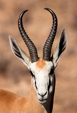 SA springbok ram with lyre-shaped horns in the semi-arid plains