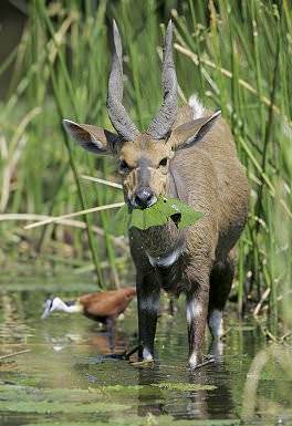 A bushbuck feasts on a leaf.