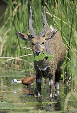 A bushbck feasts on a leaf.