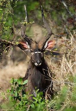 A nyala bull encountered in the bush.