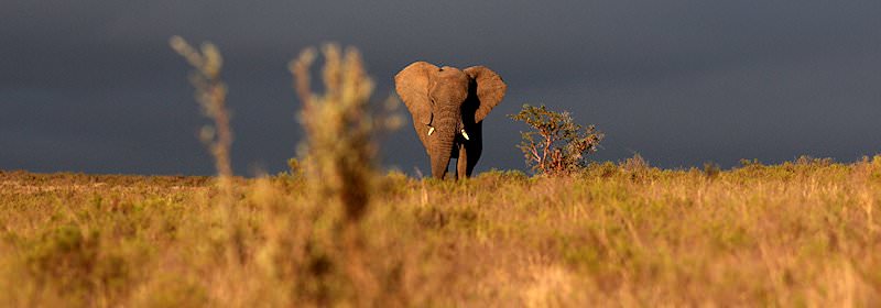 An elephant standing in some bad weather.