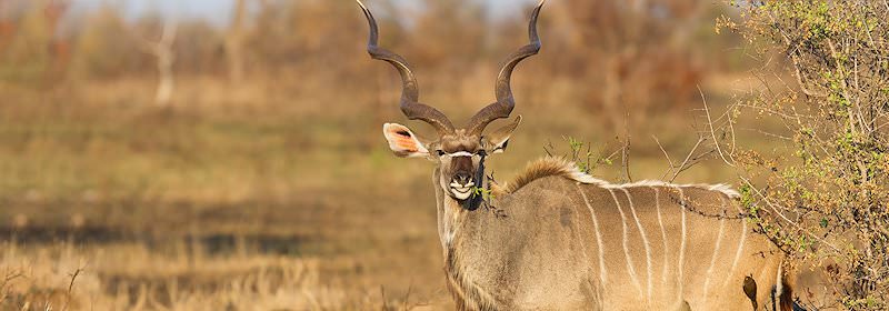 A kudu keeps watch.