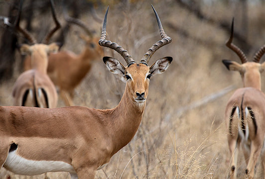 A front view of an impala.
