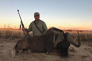 A black wildebeest hunt.