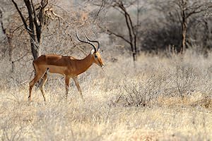 An impala ram.