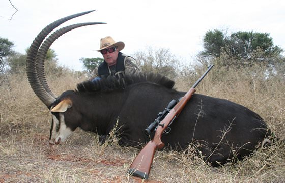 A sable antelope trophy presented for a photograph.