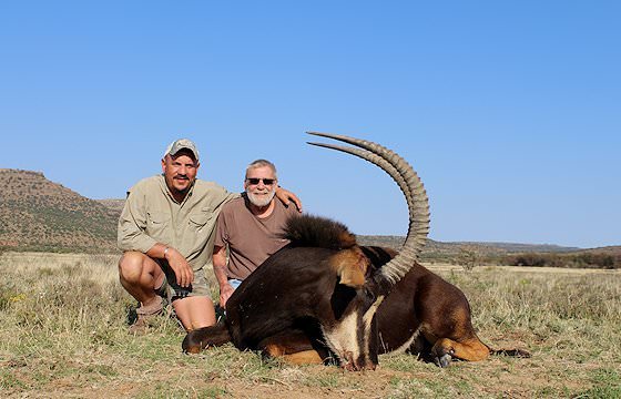 A sable antelope hunt in South Africa.