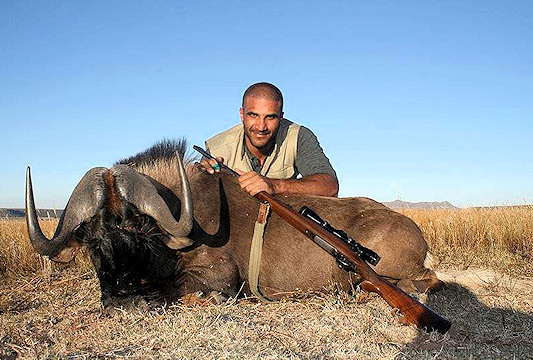 A black wildebeest hunted in South Africa.