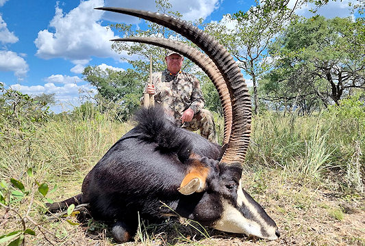 A sable antelope trophy hunted in South Africa.
