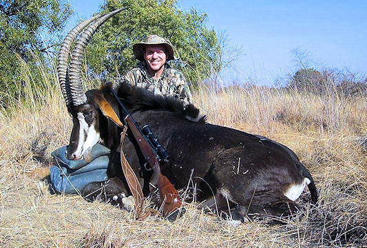 A sable antelope hunted in the early evening.
