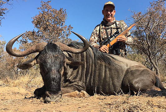 A blue wildebeest hunt.