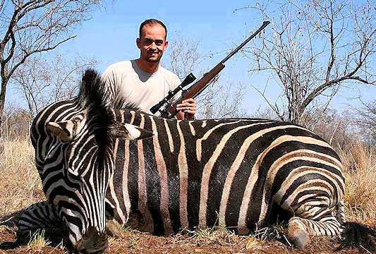 Plains zebra trophy.