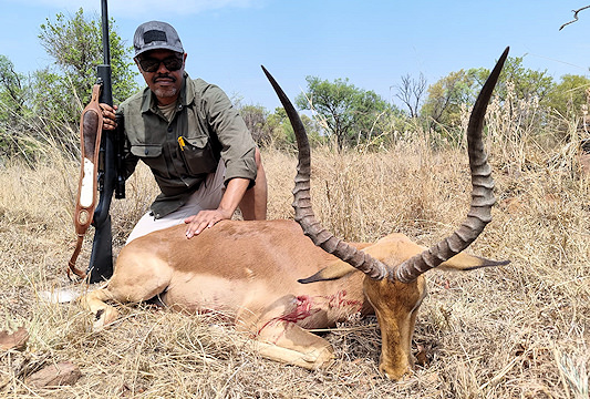 An impala ram is presented for a hunting shot.