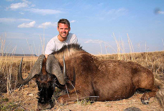 Black wildebeest are typically smaller than their blue cousins.