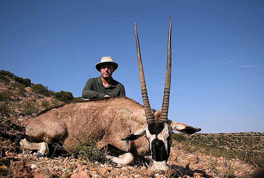 Gemsbok are hunted for their awesome horns.