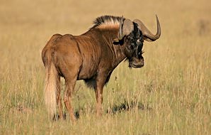 A black wildebeest on the open plains.