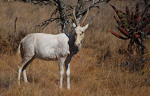 The rare white blesbok.