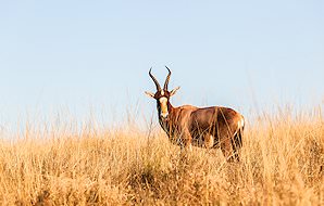 A blesbok on a rise in the bushveld.