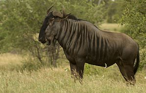 A blue wildebeest kicks up dust.