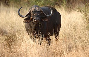 A pair of buffaloes lock horns.