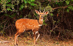 A Chobe bushbuck emerges from the undergrowth.