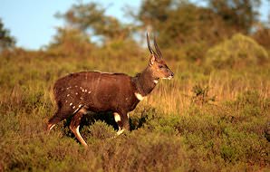 A bushbuck ram pauses in long grass.