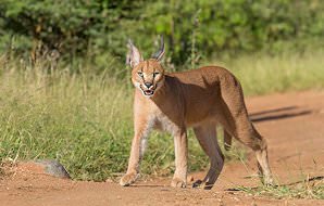 A caracal stalks through long grass.