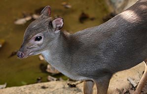 The tiny blue duiker.