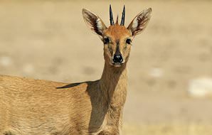 A grey duiker prepares to flee.