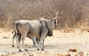 The majestic Cape eland.