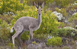 A grey rhebuck against a backdrop of lush mountain vegetation.