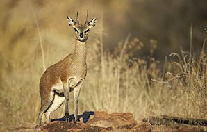 A klipspringer perched on a rock.