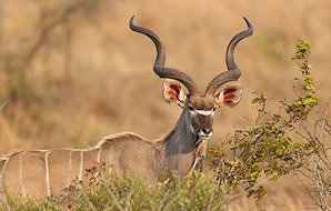 A kudu browses amidst brittle woodland.