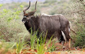 A nyala emerges from a thicket.