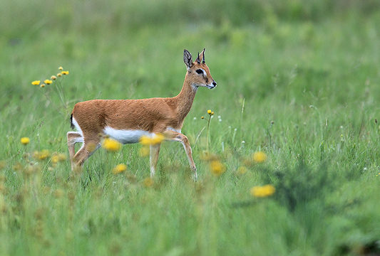 A mountain reedbuck looks back over its shoulder.