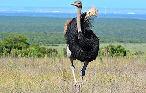 A pair of ostriches race across the plains.