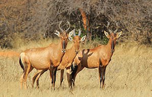 A trio of red hartebeest.