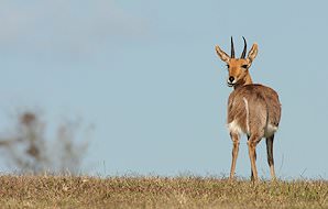A mountain reedbuck looks back over its shoulder.