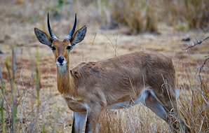 A common reedbuck camouflages in dry grass.