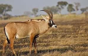 A handsome pair of roan antelopes.