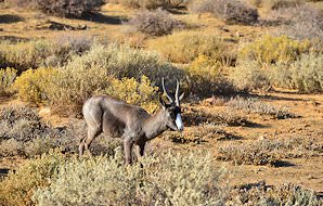 A pair of black springbok at dusk.