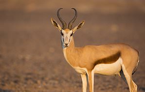 A lone common springbok.