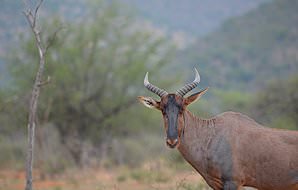 A tsessebe in the woodlands.