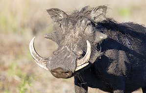 A warthog takes a drink from a puddle.