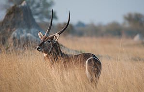 A stately waterbuck looks back over its shoulder.