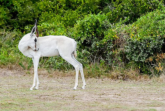A hunter presents his white springbok trophy for a photograph.