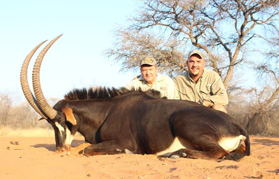 A successful sable antelope hunt in Zimbabwe.