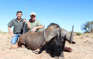 A black wildebeest hunted in the Free State.