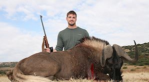 A black wildebeest hunted in the Free State.